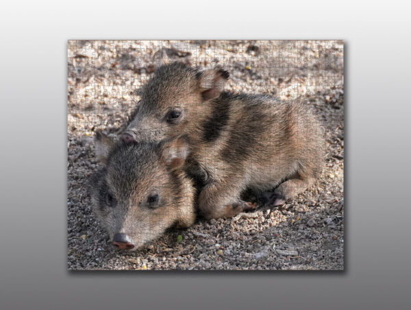 Baby Javelinas Laying on Each Other - Moment of Perception Photography