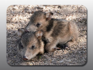 Baby Javelinas Laying on Each Other - Moment of Perception Photography