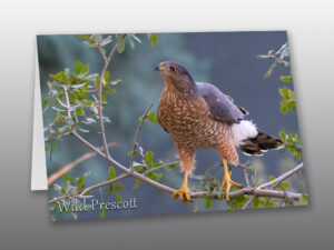 Juvenile Coopers Hawk - Moment of Perception Photography