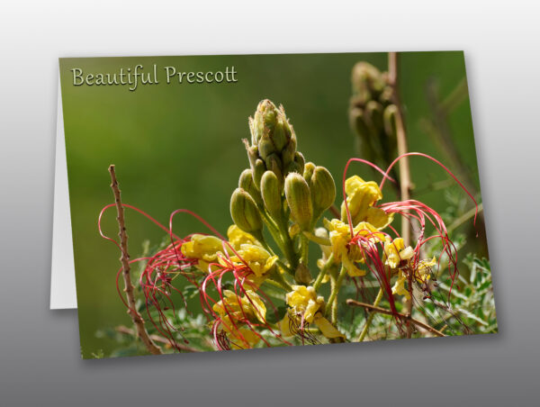 flowering Desert Bird of Paradise - Moment of Perception Photography