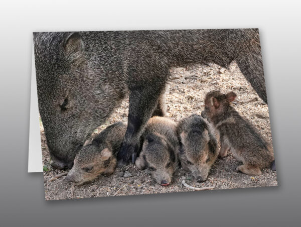 Javelina Piglings rest under Mom - Moment of Perception Photography