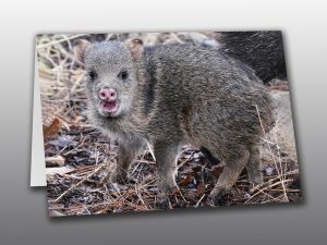 Javelina Red - Moment of Perception Photography