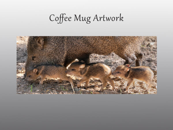 Javelina Piglings with Mom - Moment of Perception Photography