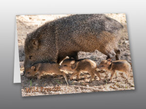 Javelina Piglets and Mom - Moment of Perception Photography