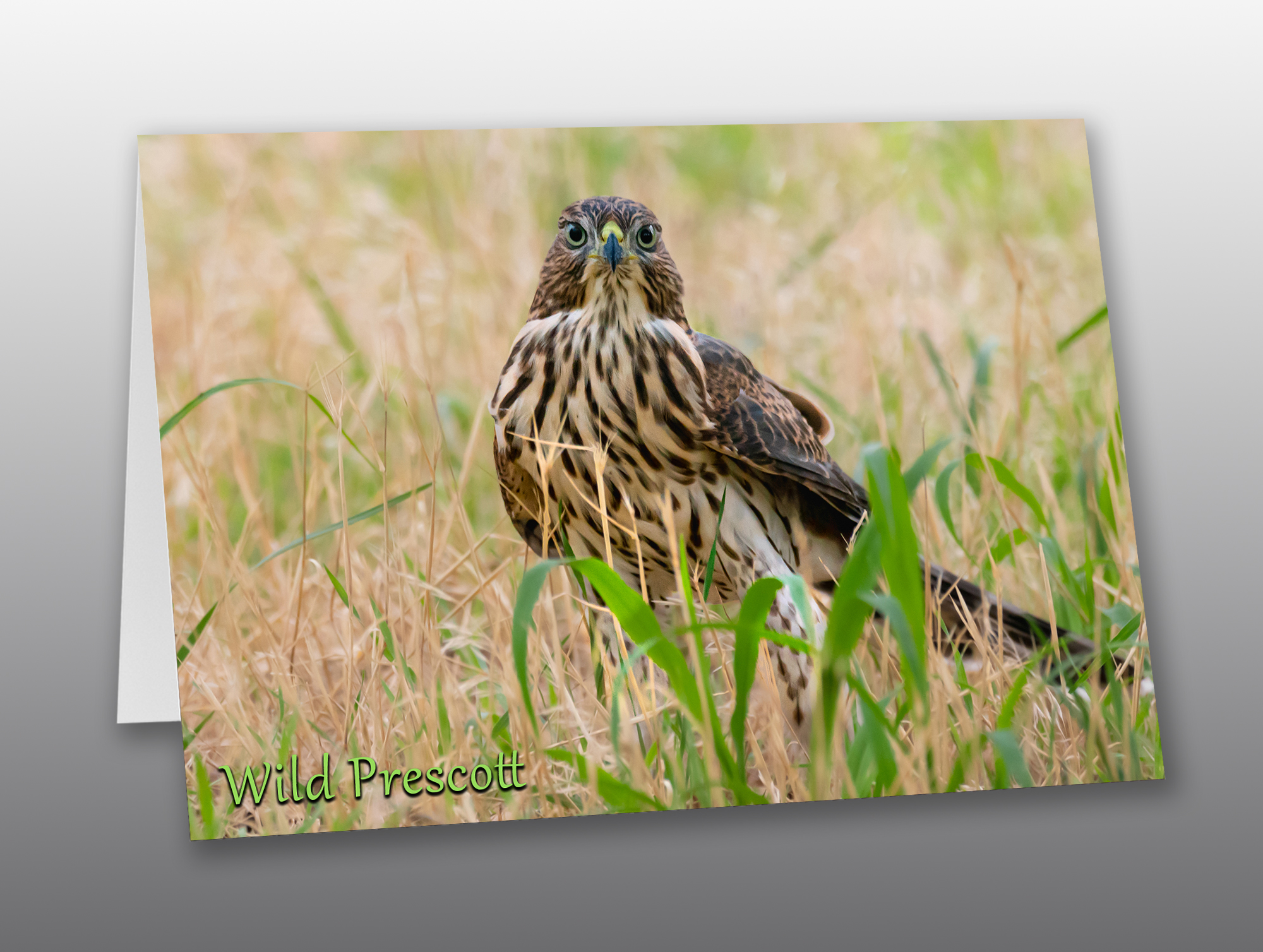 Young Coopers Hawk - Moment of Perception Photography
