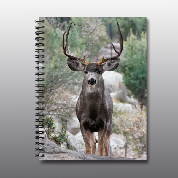 Mule Deer Buck - Moment of Perception Photography