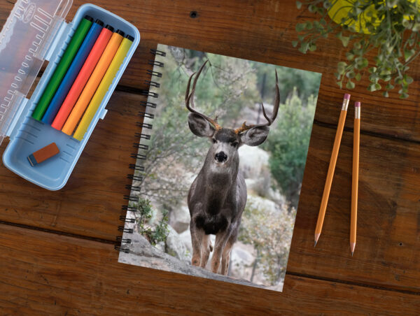 Mule Deer Buck - Moment of Perception Photography