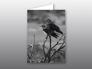 Two Ravens Perched - Moment of Perception Photography