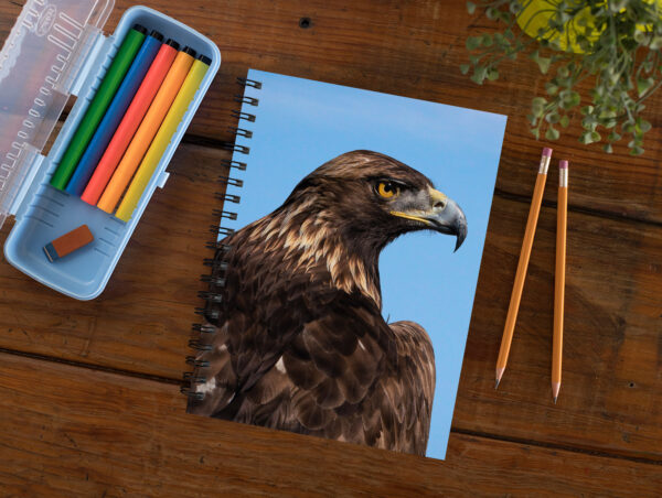 Golden Eagle close up - Moment of Perception Photography