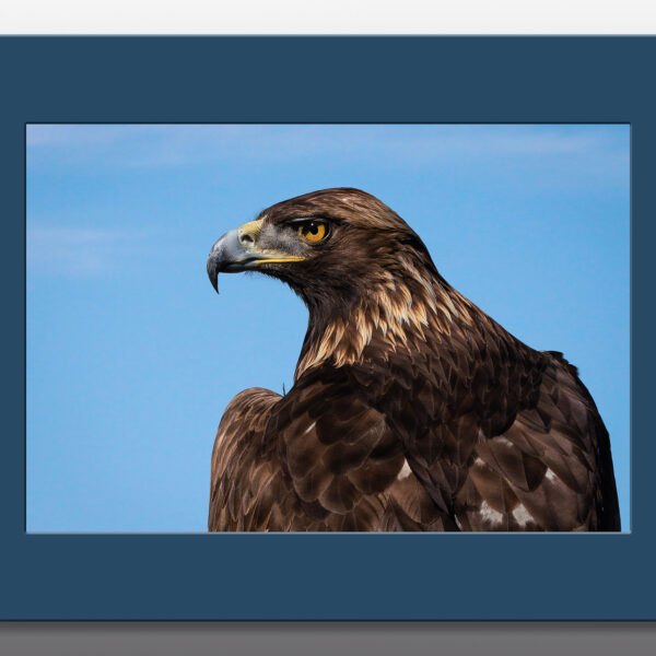 golden eagle close up - Moment of Perception Photography