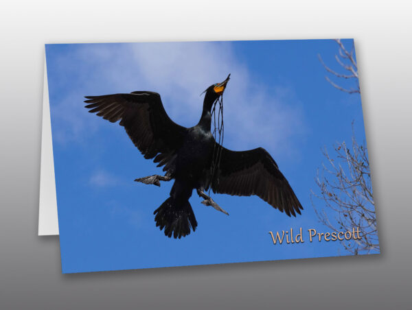 Cormorant bringing nesting materials - Moment of Perception Photography