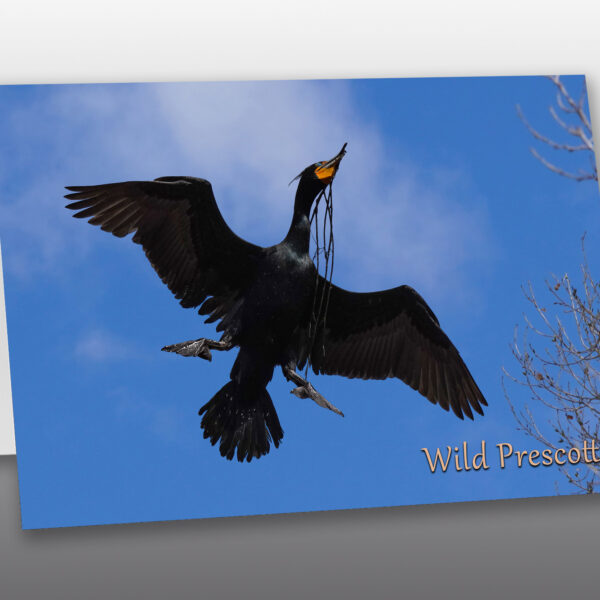Cormorant bringing nesting materials - Moment of Perception Photography