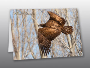 Juvenile Bald Eagle - Moment of Perception Photography