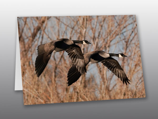 Canadian Geese in Flight - Moment of Perception Photography