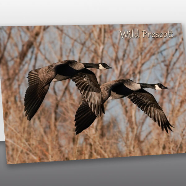 Canadian Geese in Flight - Moment of Perception Photography