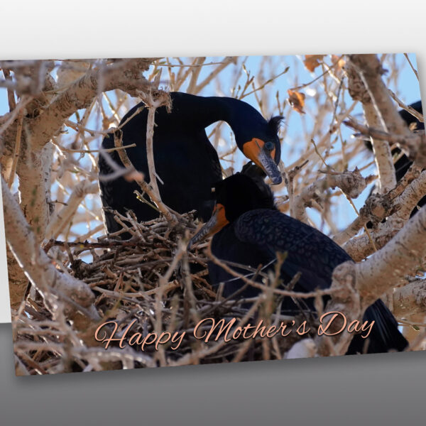 Cormorant male and female nesting - Moment of Perception Photography