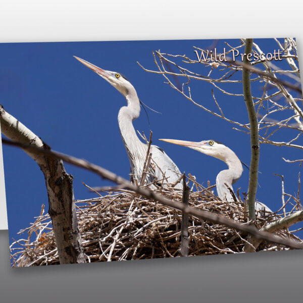 Great Blue Herons nesting - Moment of Perception Photography