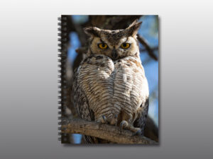 Mama Owl - Moment of Perception Photography