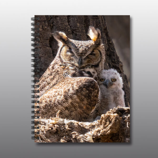 Great Horned Owl Family - Moment of Perception Photography