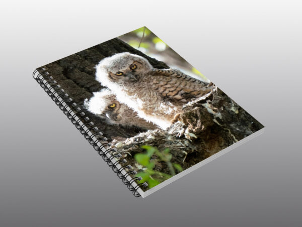 adorable baby owls, Arizona bird, Arizona owlets, Arizona owls, Arizona wild bird, arizona wildlife, Arizona_wildlife, baby great horned owls, baby owlets, baby owls, baby_great_horned, beautiful_notebook, beauty, customizable, designer_notebook, document pocket, great horned owl family, great horned owlets, great horned owls, Great_Horned_Owl, holiday gift, Journal, lined, lined paper, mama and baby owls, mama owl, metal, natural, natural_predator, nature, nature photography, nature picture, Natures_Predators, nature_notebook, note paper, Notebook, outdoor, owl family, owls, owls in tree, owls perched, paper, predator, Prescott bird, Prescott owlets, Prescott owls, Prescott wild bird, Prescott wildlife, raptor, school supplies, southwest, two baby owls, unique_notebook, unique_notebooks, unusual bird, writers journal, writers notebook, writing supplies, young owls