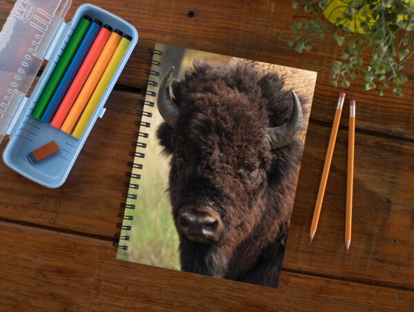 Bison - Moment of Perception Photography