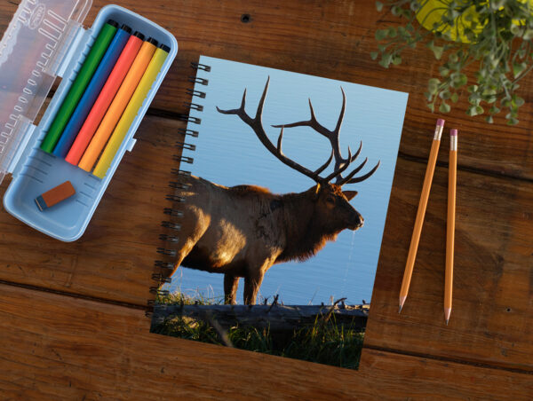Bull Elk by Lake - Moment of Perception Photography