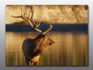 Bull Elk Yellowstone - Moment of Perception Photography