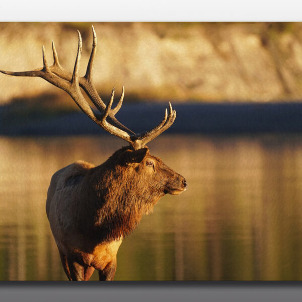 Bull Elk Yellowstone - Moment of Perception Photography