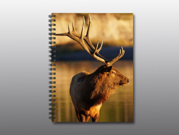 Bull Elk by Yellowstone Lake - Moment of Perception Photography