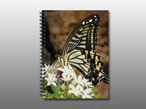 swallowtail butterfly and white flowers - Moment of Perception Photography