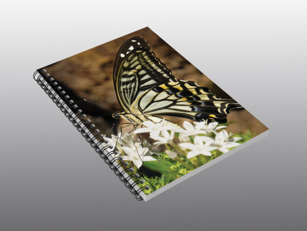 swallowtail butterfly and white flowers - Moment of Perception Photography