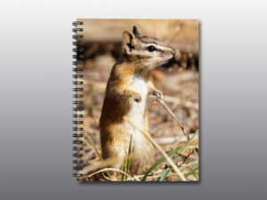 Chipmunk Standing Up - Moment of Perception Photography