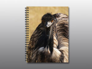 Emu - Moment of Perception Photography