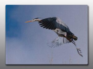 Flying great blue heron - Moment of Perception Photography