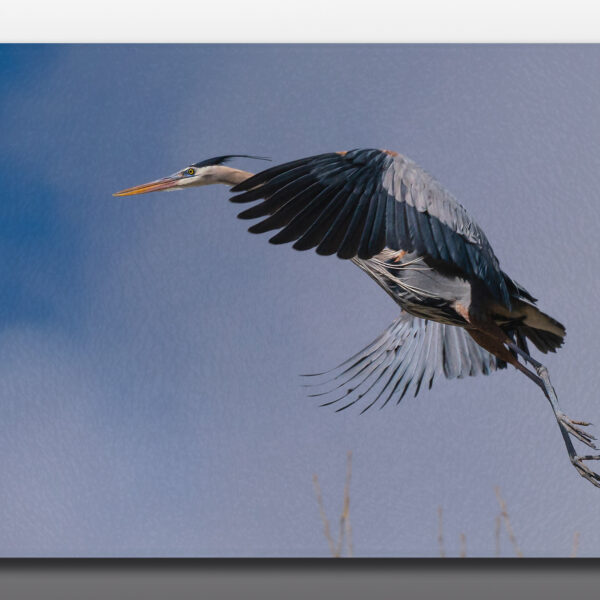 Flying great blue heron - Moment of Perception Photography