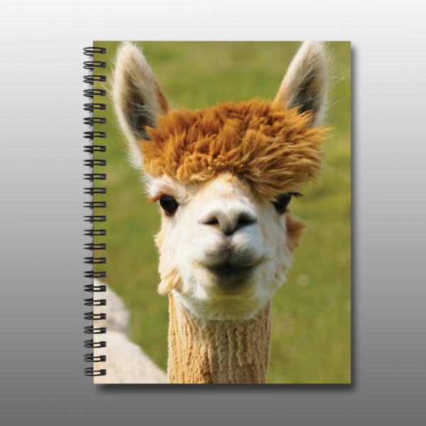 red headed alpaca - Moment of Perception Photography