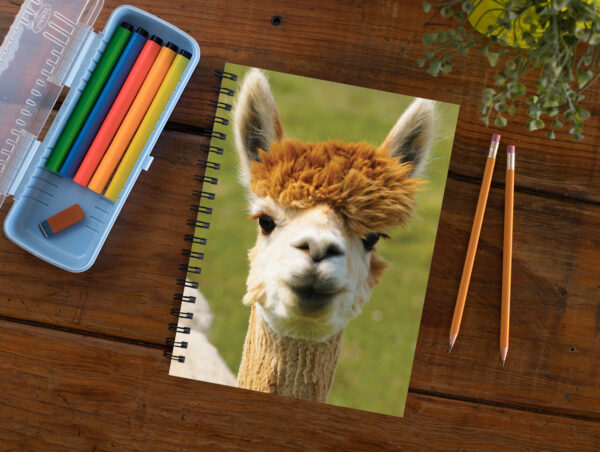 red headed alpaca - Moment of Perception Photography