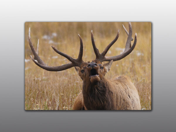 Bull Elk Calling - Moment of Perception Photography