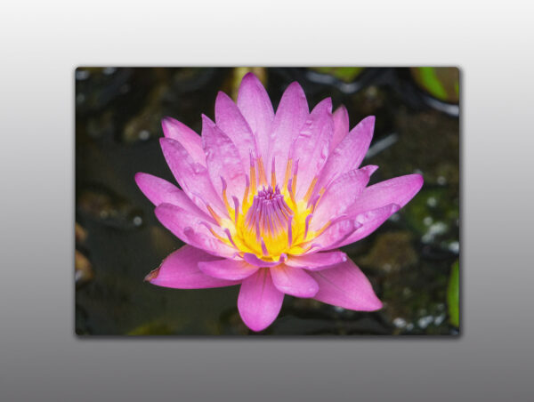 Hot pink water lily - Moment of Perception Photography
