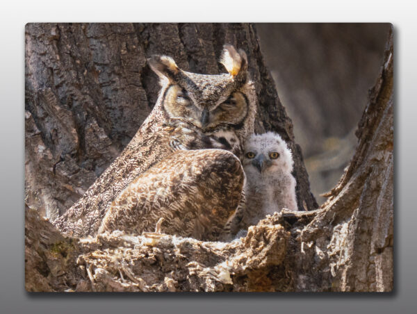 Great Horned Owl Family - Moment of Perception Photography