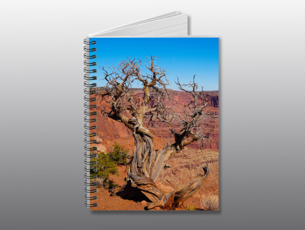 barren tree in Canyonlands - Moment of Perception Photography