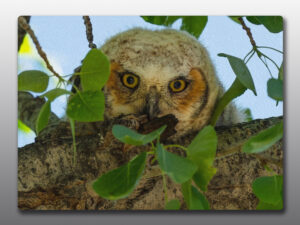 great horned owlet - Moment of Perception Photography