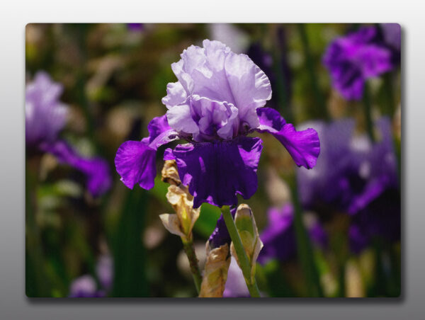 Iris Flowers - Moment of Perception Photography