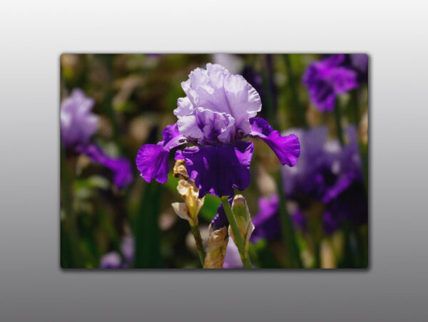Iris Flowers - Moment of Perception Photography