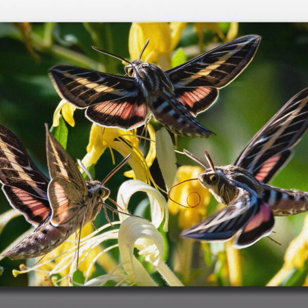 hummingbird moths - Moment of Perception Photography