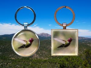 annas hummingbird - Moment of Perception Photography