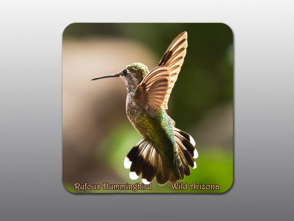 Rufous Hummingbird - Moment of Perception Photography