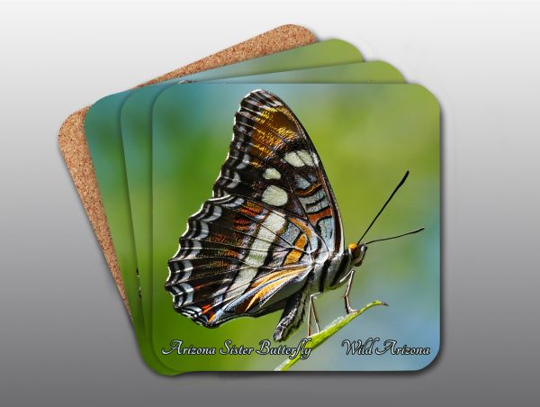 Arizona Sister Butterfly - Moment of Perception Photography