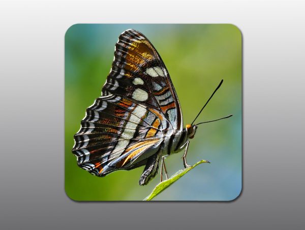 Arizona Sister Butterfly - Moment of Perception Photography