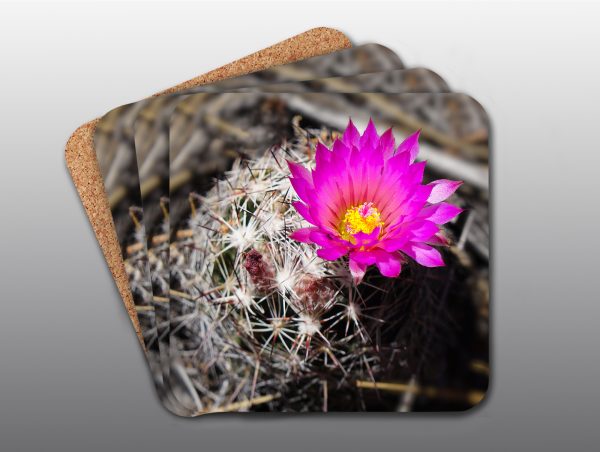 Barrel Cactus Flower - Moment of Perception Photography